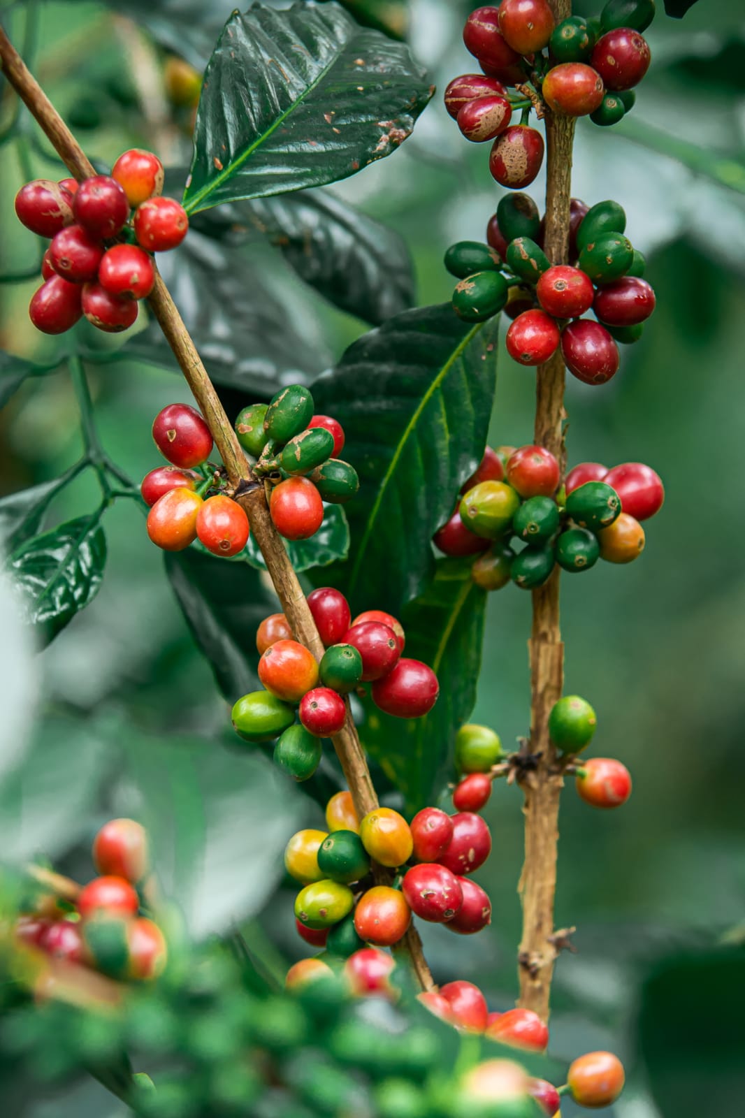 Peru Carmen de la Frontera image 4